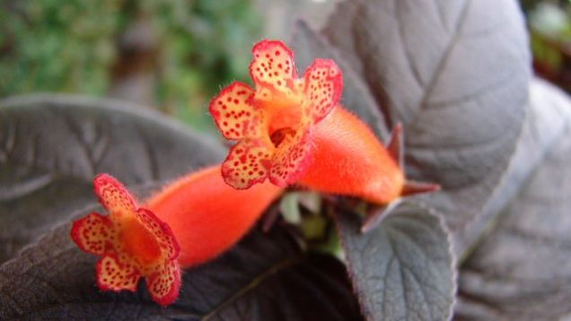 Kohleria "dark velvet"