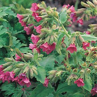 Pulmonaria rubra "red star"