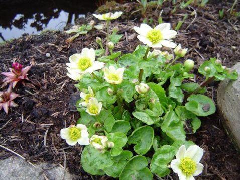 Caltha palustris "album"