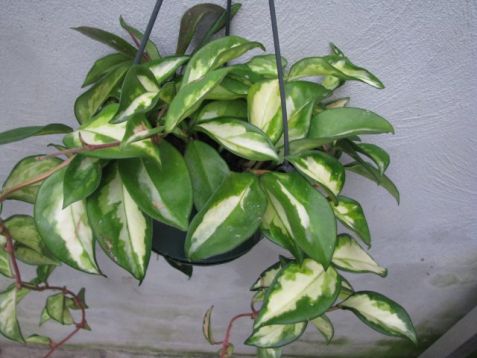 Hoya carnosa "tricolor"