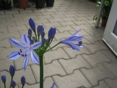 Agapanthus "triumphator"