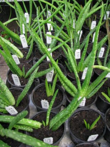 Aloe vera - aloe léčivá klasická