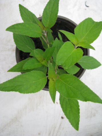 Salvia elegans "scarlet pineapple" šalvěj ananasová