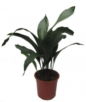 Aspidistra elatior - kořenokvětka, ševcovská palma