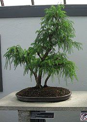 Cryptomeria japonica "elegans"