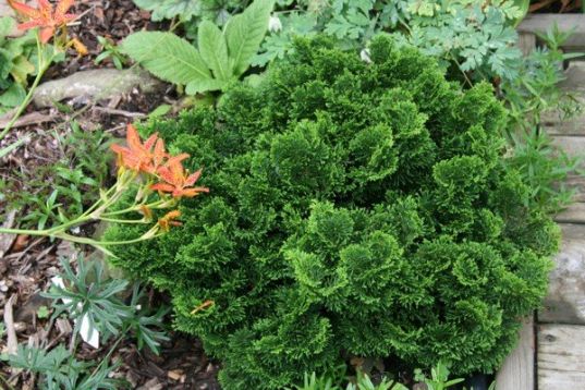 Chamaecyparis obtusa "nana gracilis"