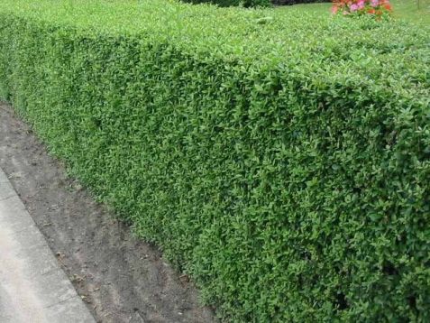 Ligustrum vulgare "atrovirens" - ptačí zob obecný