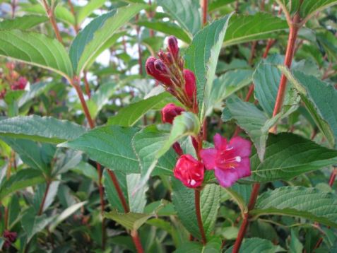Weigelia florida "gustave malet" - vajgélie
