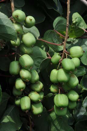 Actinidia arguta "geneva"