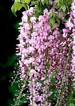 Wisteria floribunda "hon beni" - vistárie