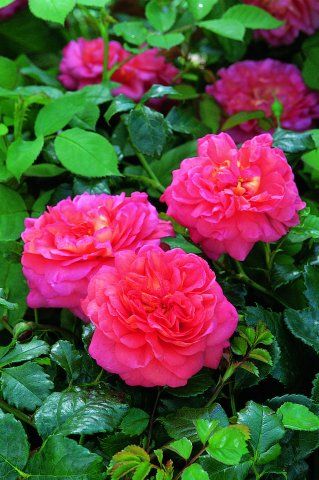 Christopher marlowe