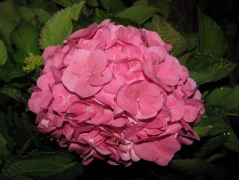 Hydrangea macrophylla "forever & ever ®" pink