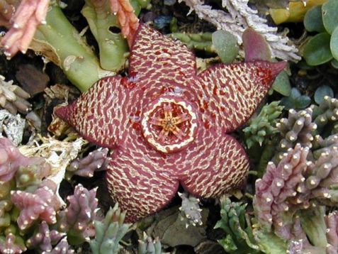 Stapelia - smrdutka