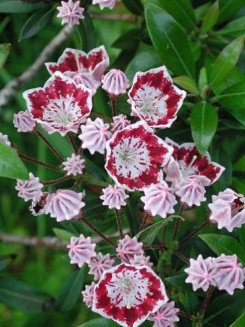 Kalmia latifolia "minuet" - kalmia