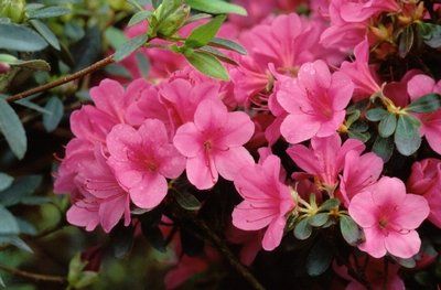 Rhododendron obtusum "conny" - azalka