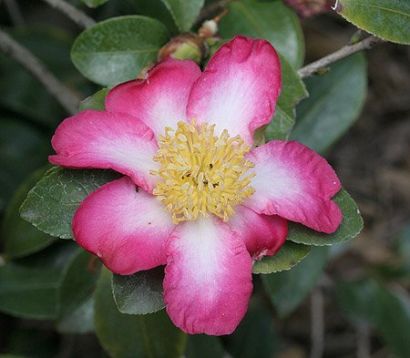 Camellia sasanqua "navajo" - kamélie