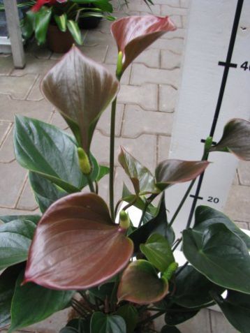 Anthurium andreanum "anthedesia chocolate"