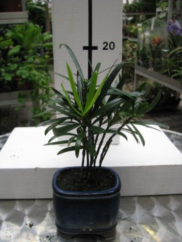Podocarpus nivalis - podokarpus