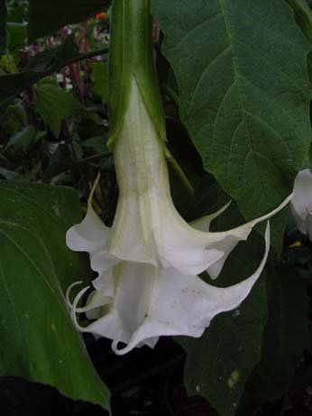 Brugmansia "candida diaper x rosa traum"