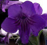 Streptocarpus "blue weismoor" - tořivka