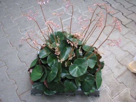 Begonia erythrophylla "beefsteak"