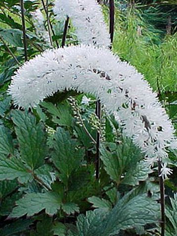 Cimicifuga simplex "white pearl" - ploštičník, stříbrná svíčka