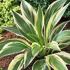 Hosta "lakeside dragonfly" - bohyška