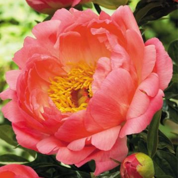 Paeonia lactiflora "coral sunset" - pivoňka