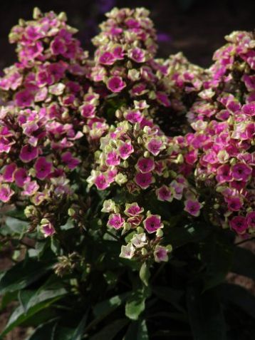 Phlox paniculata "aureole" - plamenka