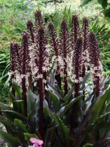 Eucomis comosus "sparkling rosy" - chocholatka