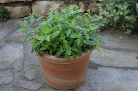 Mentha spicata "moroccan"