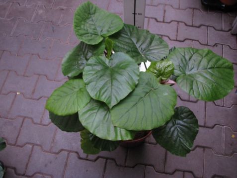 Ficus umbellata - srdčitý fíkus