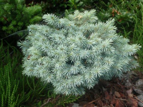 Picea pungens "globosa" - smrk stříbrný, roub. kmínek