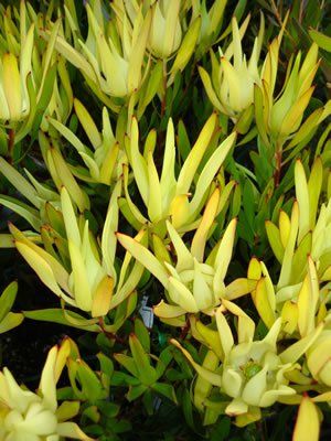 Leucadendron laureolum "inca gold" - safari
