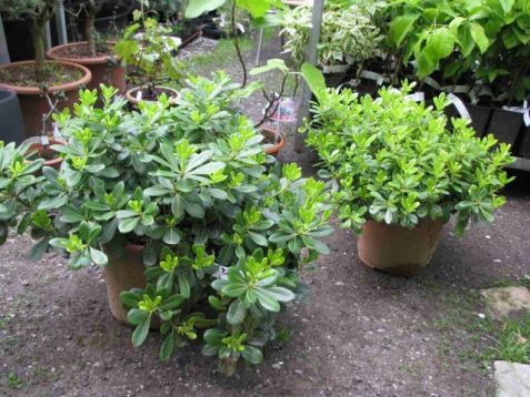 Pittosporum tobira - pitto