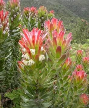 Mimetes cucullatus "crackerjack"