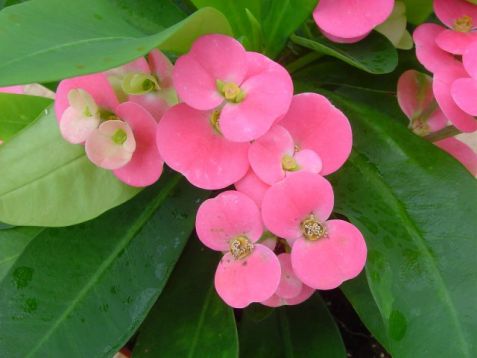 Euphorbia milii "pink cadillac" - trnová koruna velkokvětá