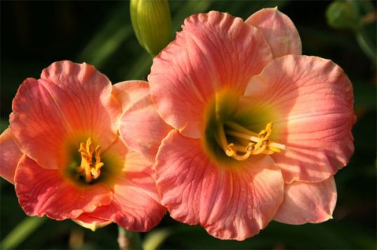 Hemerocallis "pink puff" - denivka