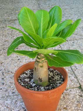 Brighamia insignes - vulkánová palma