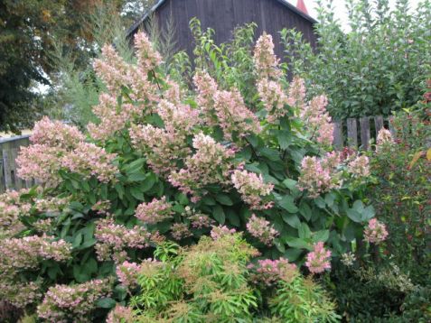 Hydrangea paniculata "unique" - hortenzie latnatá
