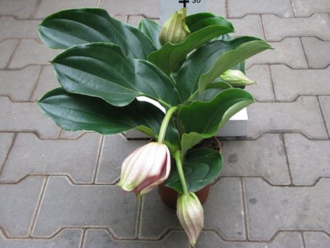 Medinilla magn. "piccolini" - medinila