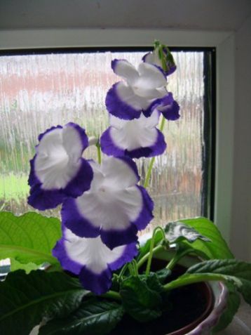 Streptocarpus "roulette azur"