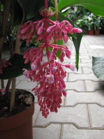 Medinilla magnifica "new purple"