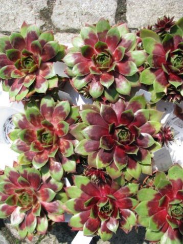 Sempervivum "othello"