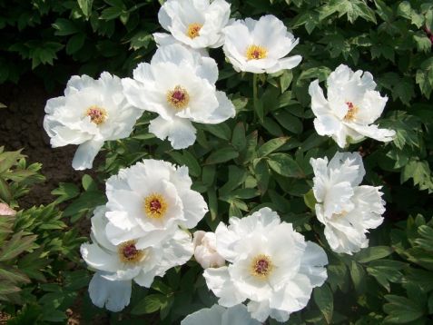 Paeonia suffruticosa "feng dan bai"