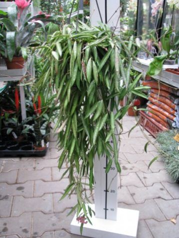 Hoya kentiana