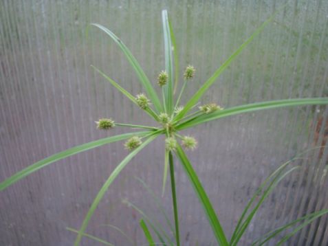 Cyperus zumula