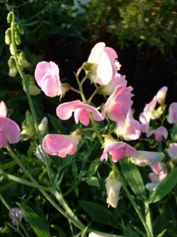 Lathyrus latifolius "rosa pearl"