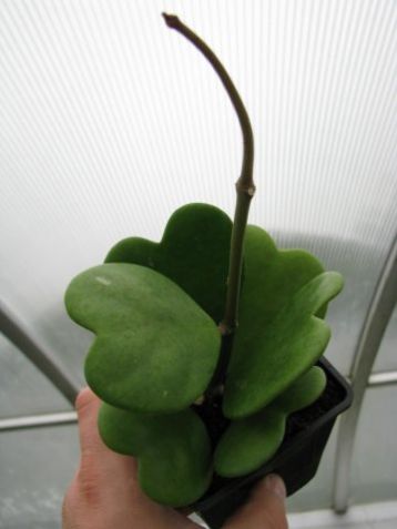 Hoya kerrii - voskovka