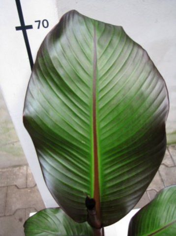 Ensete ventricosum "maurelii" - banánovník červenolistý
